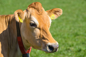 Image showing Close-up of a Jersey cow