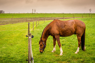 Image showing Horse eating green grass