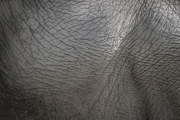 Image showing Elephant skin background in grey color