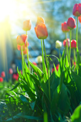 Image showing tulips 