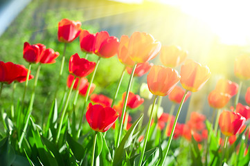 Image showing tulips 