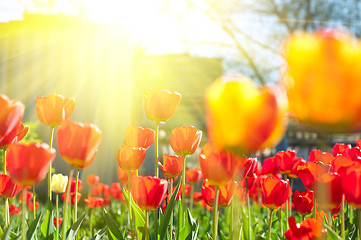 Image showing tulips 