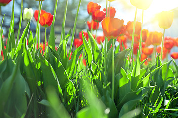 Image showing tulips 