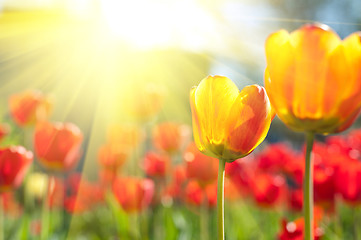 Image showing tulips 