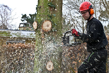 Image showing Woodcutter with chainsaw in action in denmark 