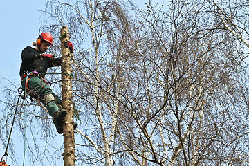 Image showing Woodcutter closeup in action in denmark 