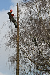 Image showing Woodcutter closeup in action in denmark 