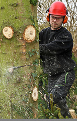 Image showing Woodcutter with chainsaw in action in denmark 