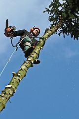Image showing Woodcutter in action in a tree in denmark 