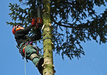 Image showing Woodcutter in action in a tree in denmark 