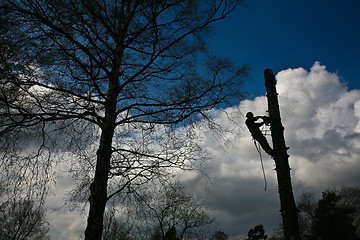 Image showing Woodcutter silhouette on the top of a tree in action in denmark 