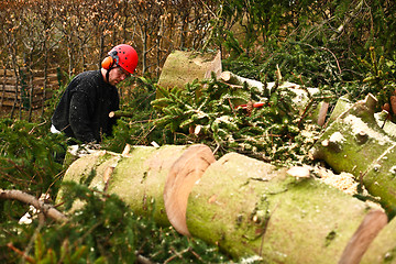 Image showing Woodcutter in action on the ground with chainsaw in denmark 