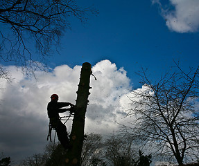 Image showing Woodcutter silhouette on the top of a tree in action in denmark 