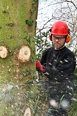 Image showing Woodcutter with chainsaw in action in denmark 