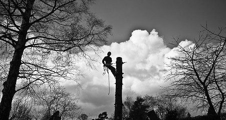 Image showing Woodcutter silhouette on the top of a tree in action in denmark 