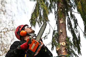 Image showing Woodcutter in action in denmark 