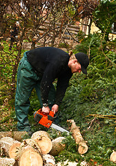 Image showing Woodcutter in action on the ground with chainsaw in denmark 