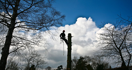 Image showing Woodcutter silhouette on the top of a tree in action in denmark 