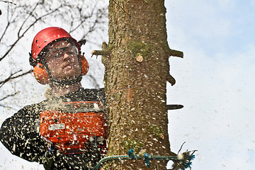 Image showing Woodcutter closeup in action in denmark 