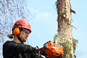 Image showing Woodcutter in action in denmark 