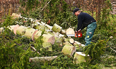 Image showing Woodcutter in action on the ground with chainsaw in denmark 