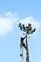 Image showing Woodcutter in action in a tree in denmark 