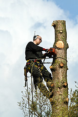 Image showing Woodcutter in action in a tree in denmark 