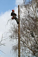 Image showing Woodcutter closeup in action in denmark 