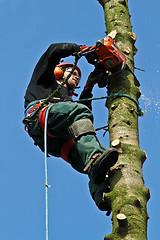 Image showing Woodcutter in action in a tree in denmark 