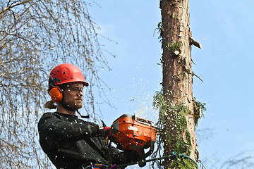 Image showing Woodcutter in action in denmark 