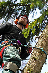 Image showing Woodcutter closeup in action in denmark 