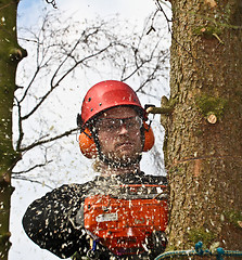 Image showing Woodcutter closeup in action in denmark 