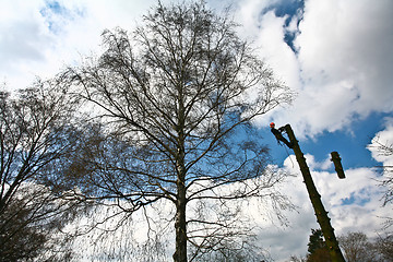 Image showing Woodcutter silhouette on the top of a tree in action in denmark 