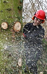 Image showing Woodcutter with chainsaw in action in denmark 