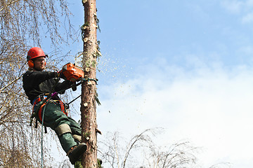 Image showing Woodcutter in action in denmark 