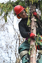 Image showing Woodcutter in action in denmark 