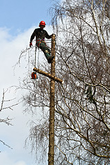 Image showing Woodcutter closeup in action in denmark 