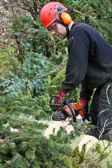 Image showing Woodcutter with chainsaw in action in denmark 