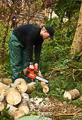 Image showing Woodcutter in action on the ground with chainsaw in denmark 