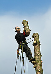 Image showing Woodcutter in action in a tree in denmark 