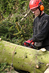 Image showing Woodcutter with chainsaw in action in denmark 