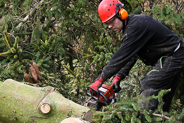 Image showing Woodcutter with chainsaw in action in denmark 