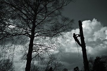 Image showing Woodcutter silhouette on the top of a tree in action in denmark 