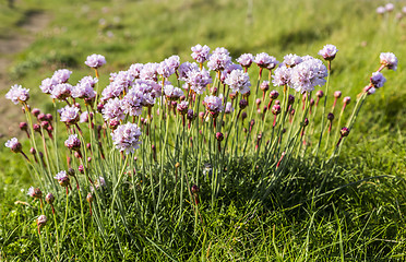 Image showing Armeria Maritima 