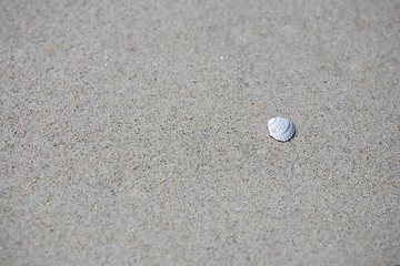 Image showing shell sand background