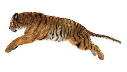 Image showing Tiger