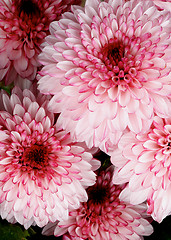 Image showing Chrysanthemum