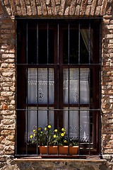 Image showing old window grate and yellow flower