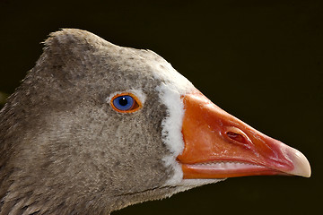 Image showing brown duck whit blue eye