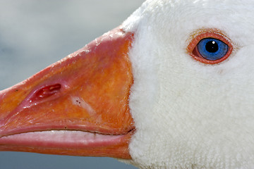 Image showing white duck whit blue eye in buenos aires